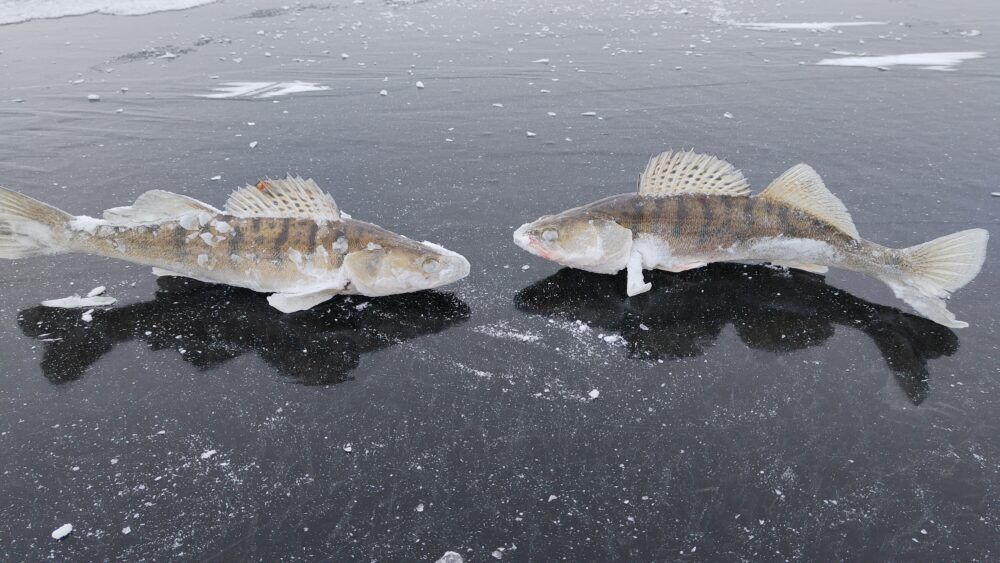 Открытие первого льда в Саратовской области второй раз за этот сезон 😂