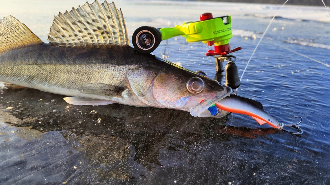 Марафон по судаку продолжается!🔥🎣