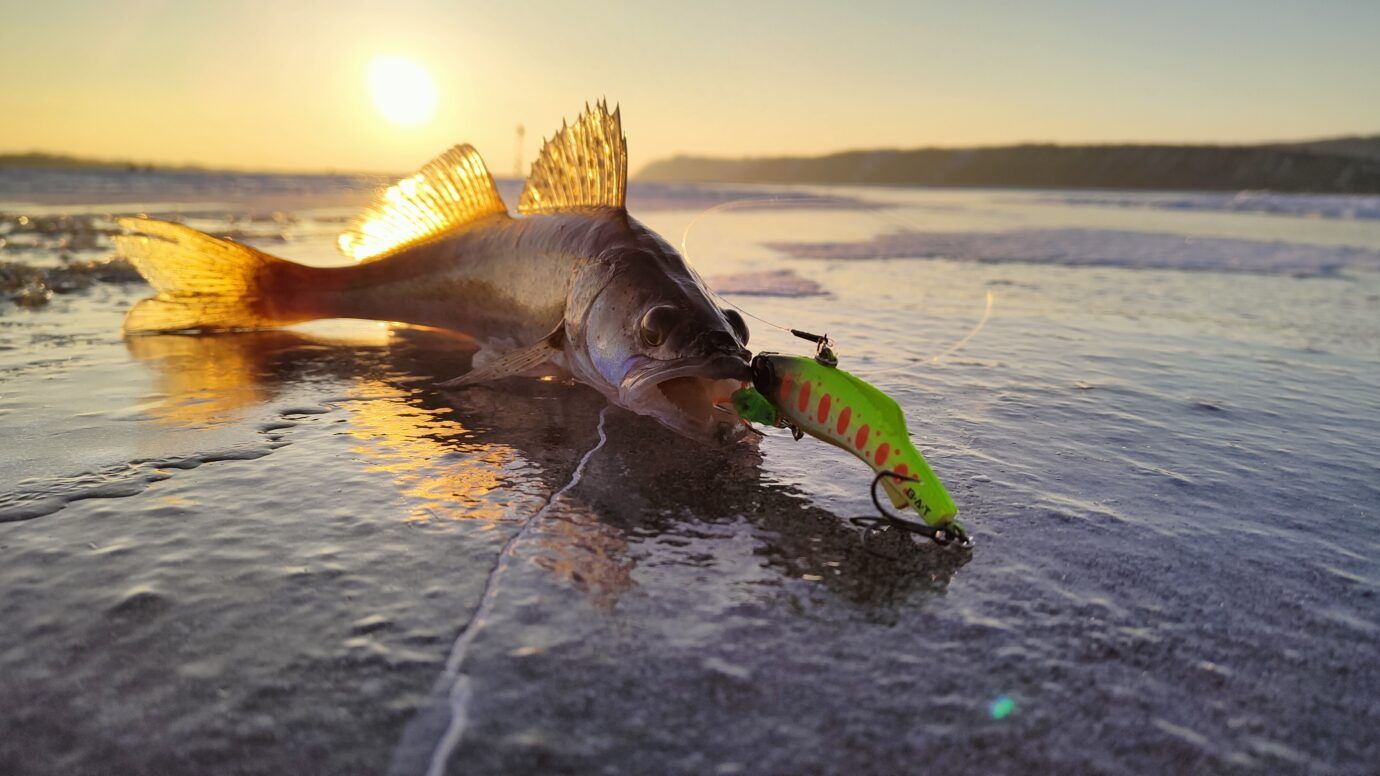 Марафон по судаку продолжается!🔥🎣