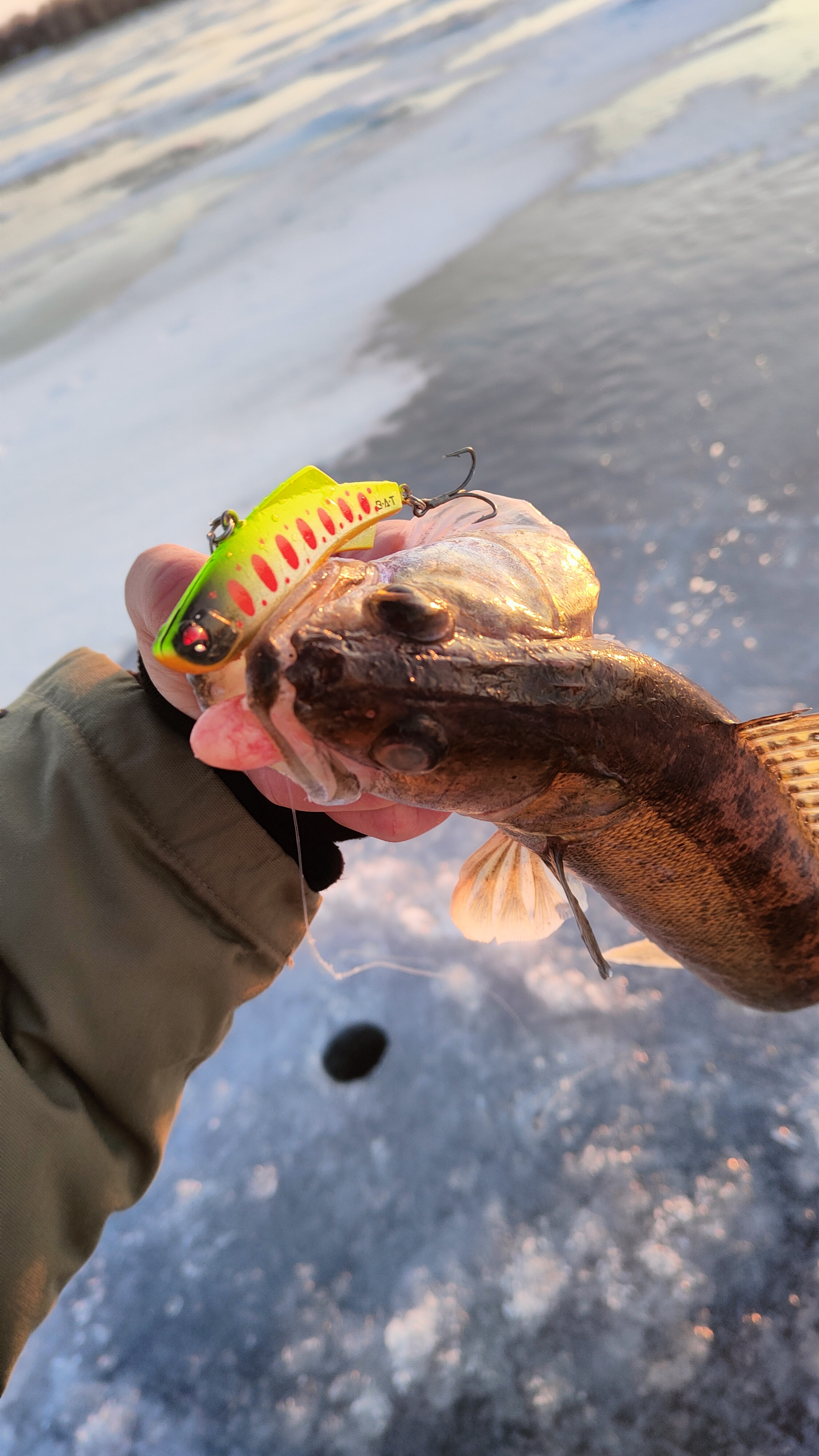 Марафон по судаку продолжается!🔥🎣