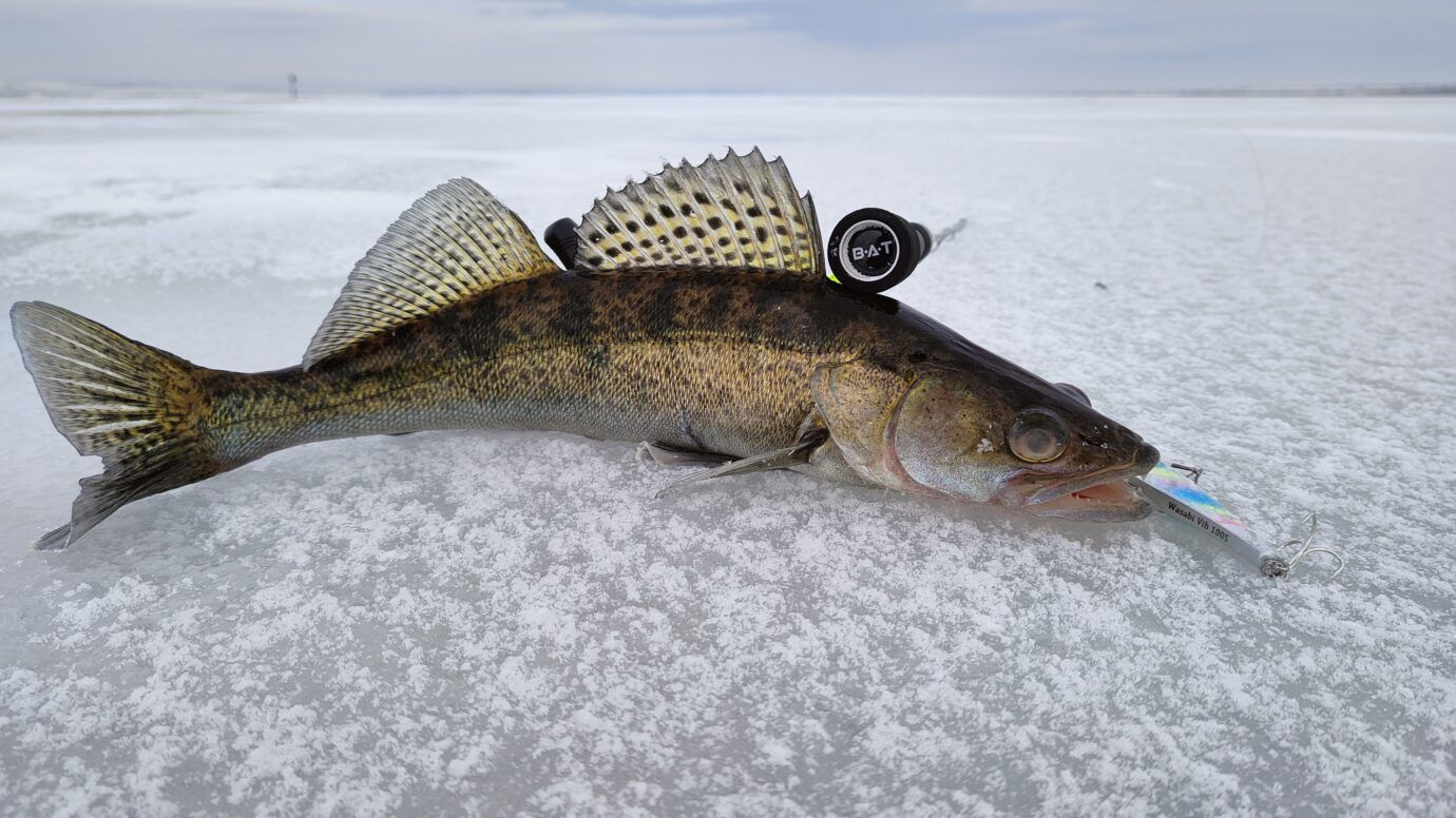 Доужною толпой за судаком!🔥🎣