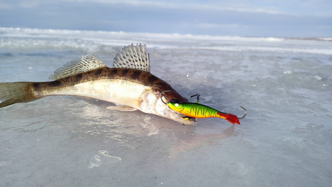 Доужною толпой за судаком!🔥🎣