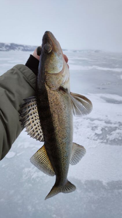 Доужною толпой за судаком!🔥🎣