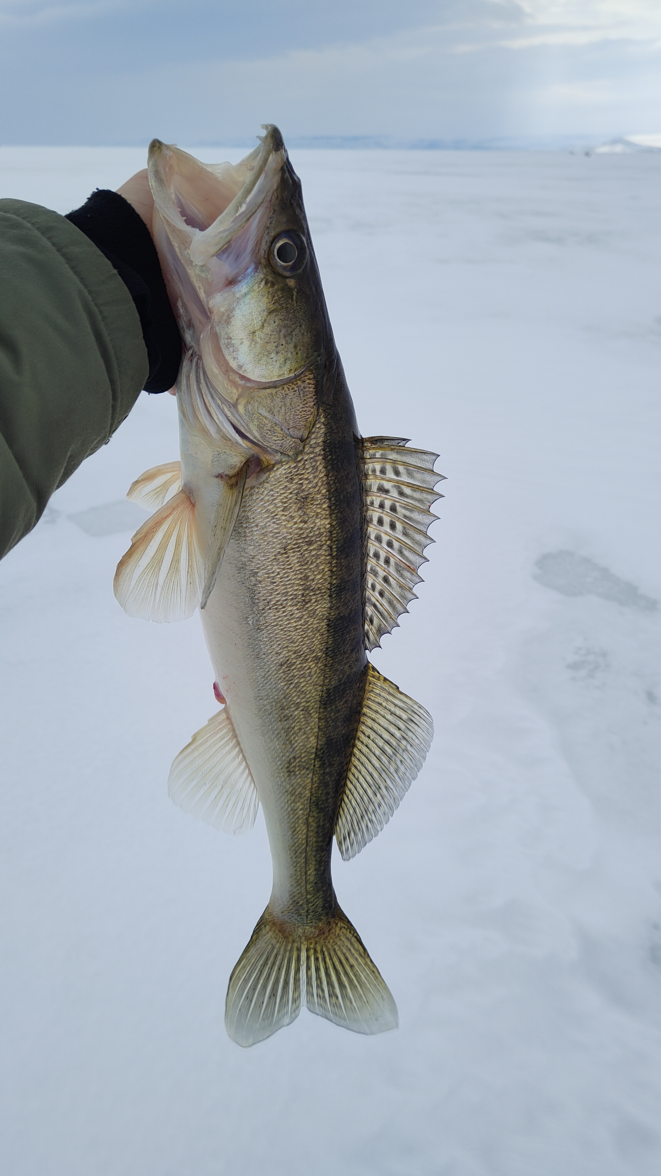Весенний марафон по судаку!🔥🎣