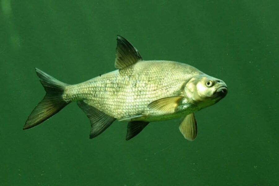 Осенняя Рыбалка: Топ-10 рыб, которых можно поймать в это волшебное время года