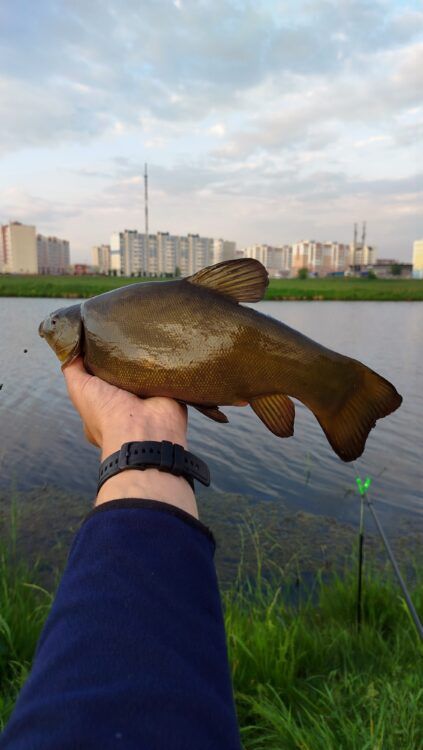 Линь
