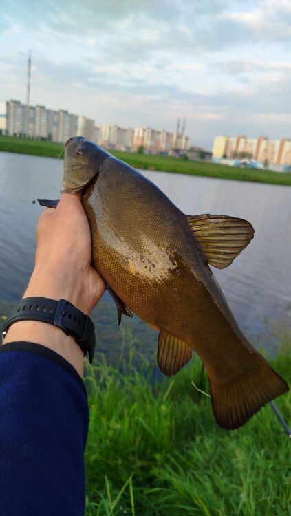 Линь