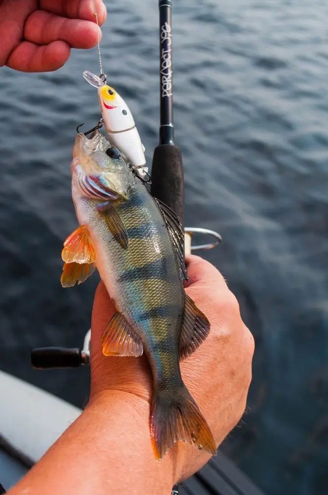 obzor spinninga crazy fish perfect jig 86lt.jpg