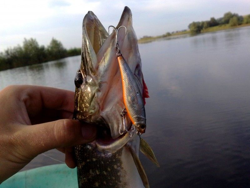 obzor voblera owner cultiva ripn minnow 65.jpg