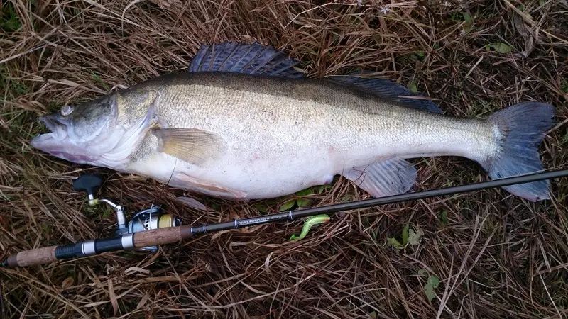 ultimate jigging weapon cd rods taiaha 106 h.jpg